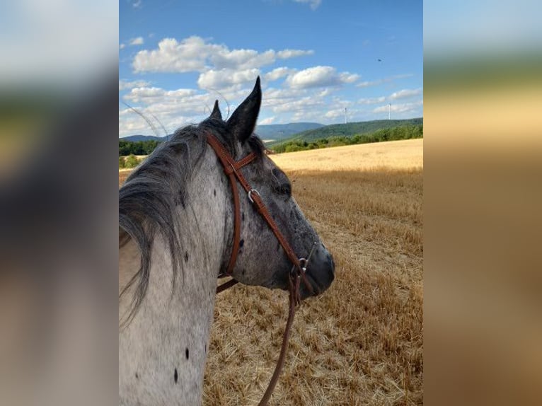 Appaloosa Hengst in M&#xFC;nchweiler an der Alsenz