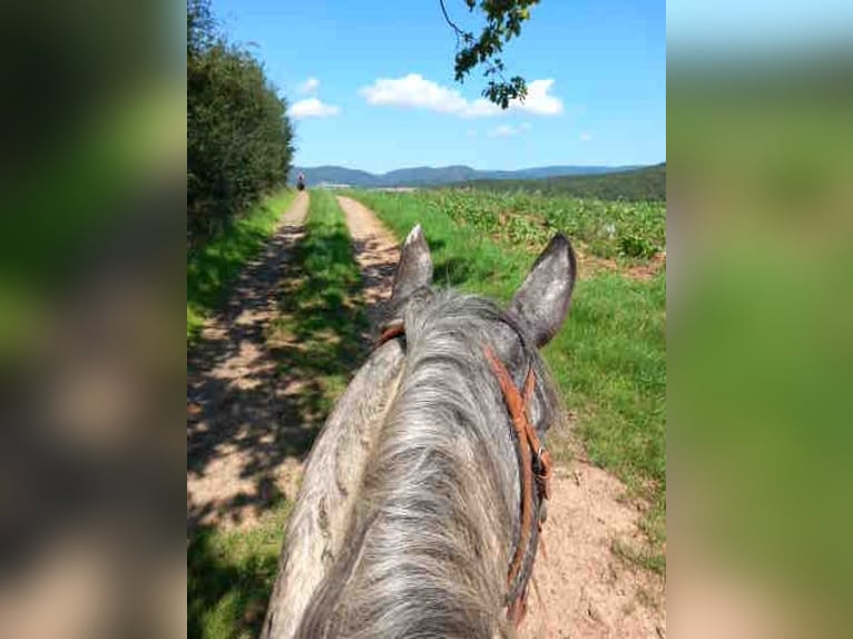 Appaloosa Hengst in M&#xFC;nchweiler an der Alsenz