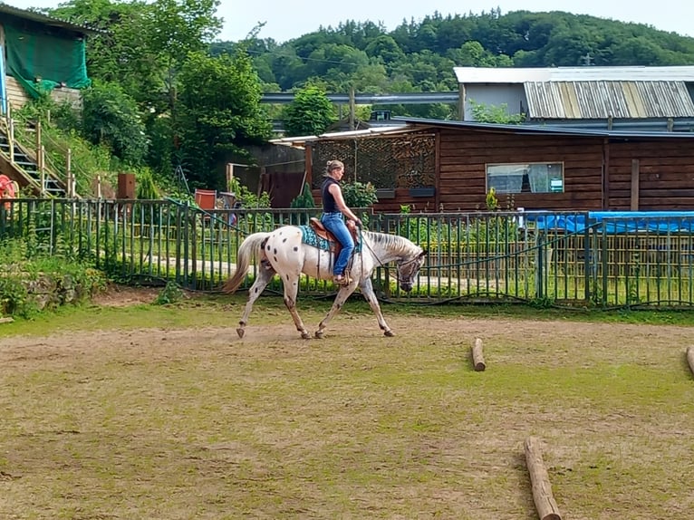 Appaloosa Hengst in M&#xFC;nchweiler an der Alsenz