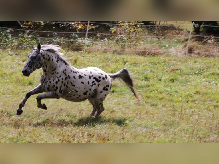 Appaloosa Hengst in Mauth