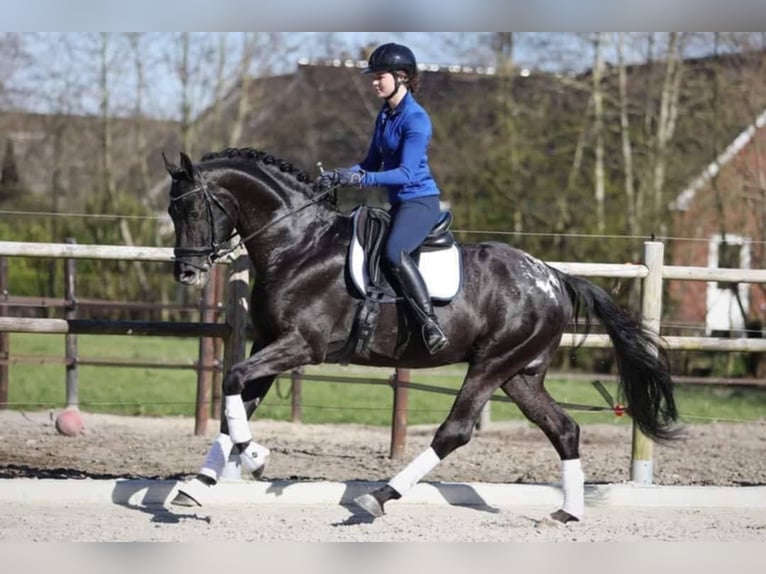 Appaloosa Hengst Zwart in Fuentesauco