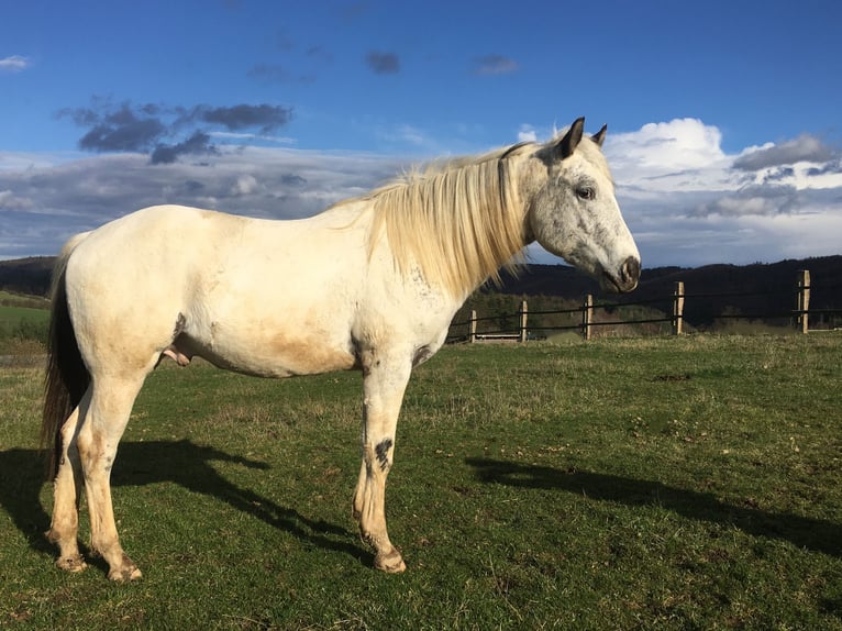 Appaloosa Hingst 2 år 155 cm in Brno