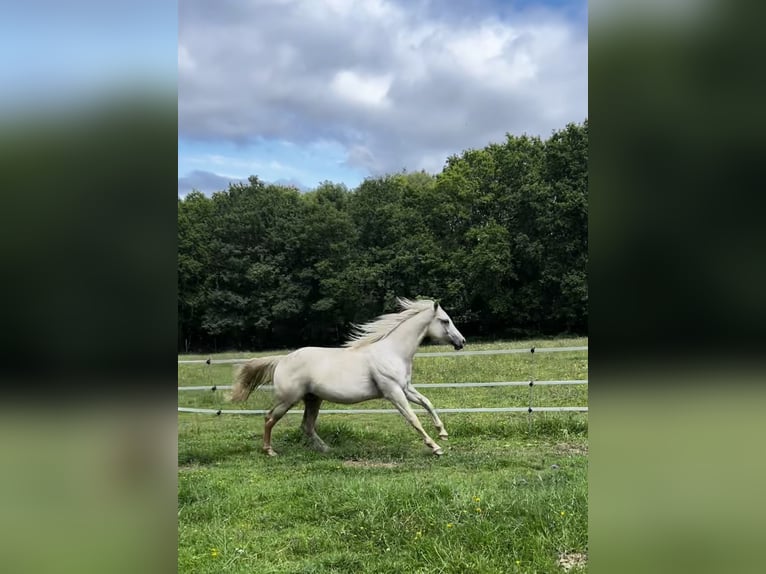 Appaloosa Hingst 2 år in Vilalba (Casco Urbano)