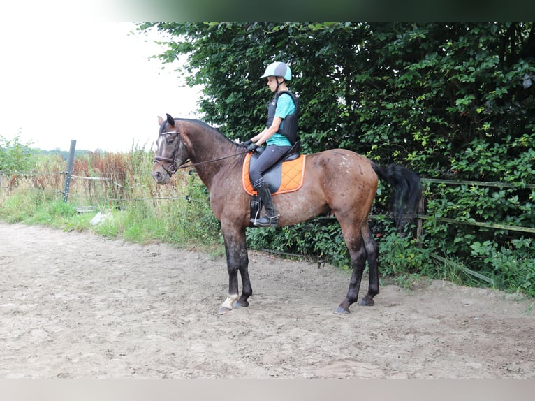 Appaloosa Hingst 5 år 165 cm Leopard-Piebald in Boxmeer