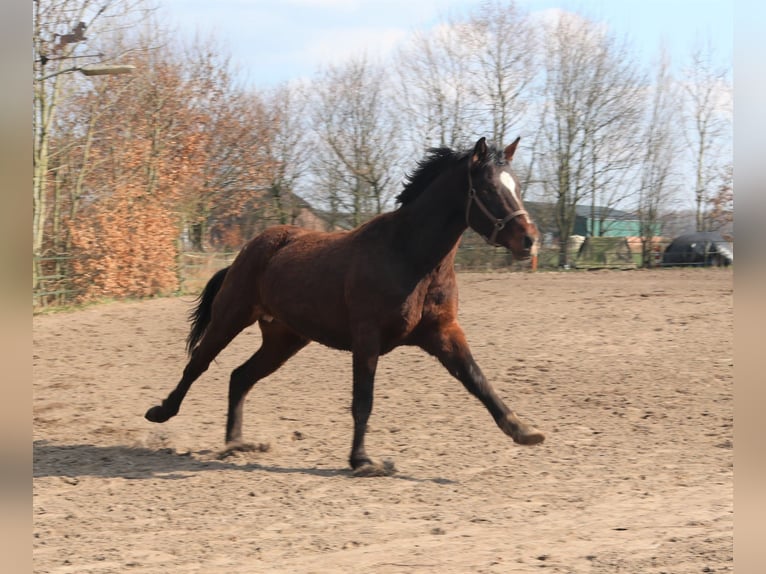 Appaloosa Hingst 5 år 165 cm Leopard-Piebald in Boxmeer