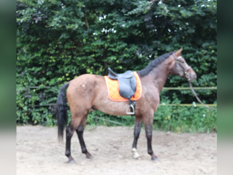 Appaloosa Hingst 5 år 165 cm Leopard-Piebald in Boxmeer