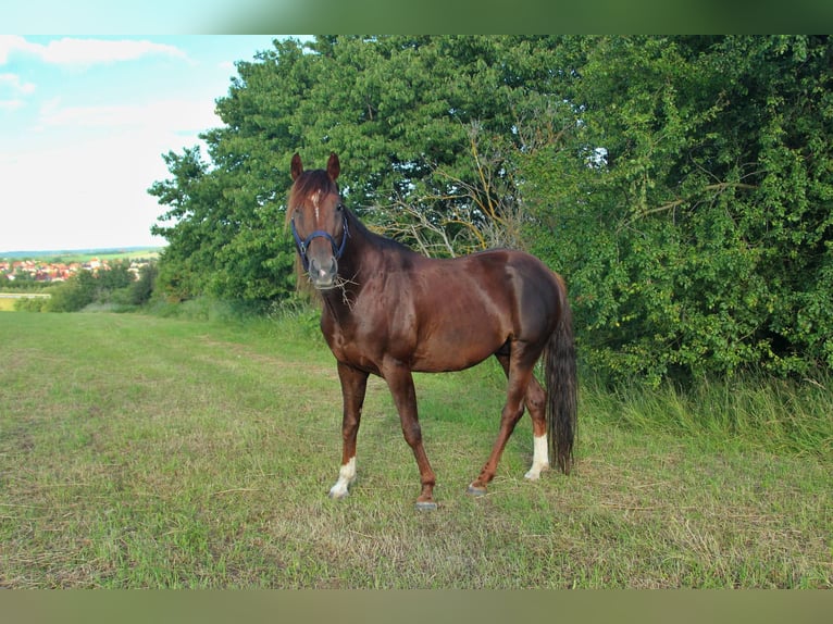 Appaloosa Hingst 7 år 155 cm fux in Lány