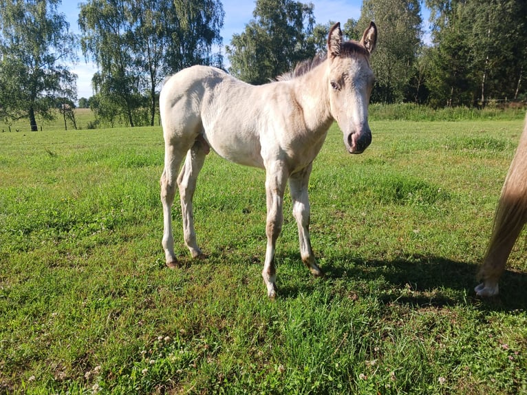 Appaloosa Hingst Föl (04/2024) 155 cm Gulbrun in Sösdala