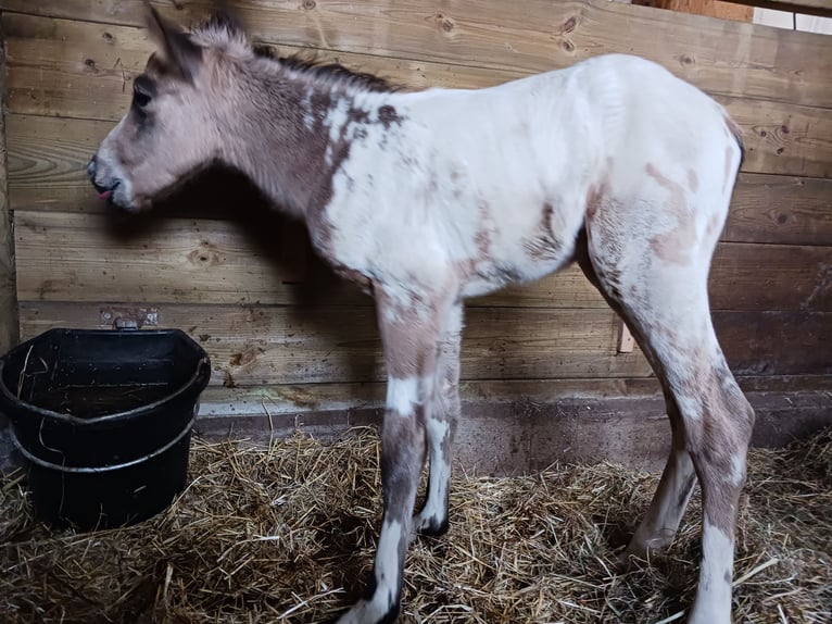 Appaloosa Hingst Föl (04/2024) 155 cm Gulbrun in Sösdala