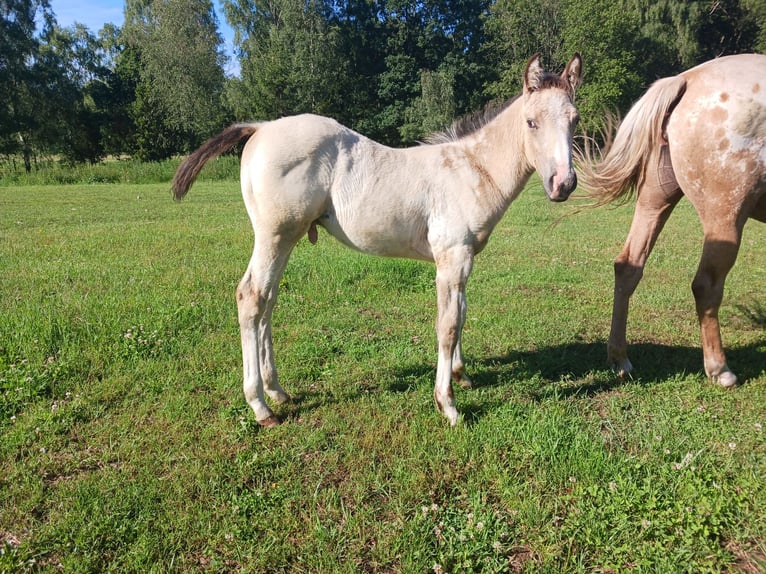 Appaloosa Hingst Föl (04/2024) 155 cm Gulbrun in Sösdala