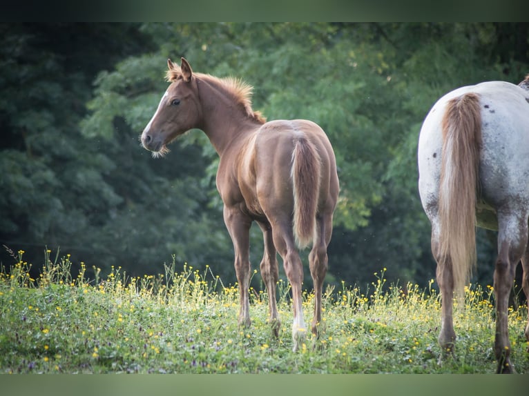 Appaloosa Hingst Föl (04/2024) fux in Neumarkt-Sankt Veit