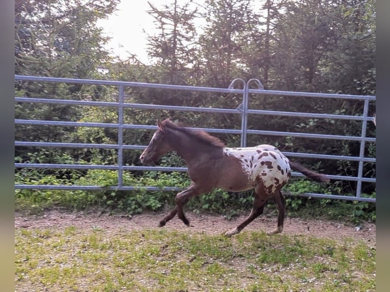 Appaloosa Hingst Föl (04/2024) Leopard-Piebald in Berching