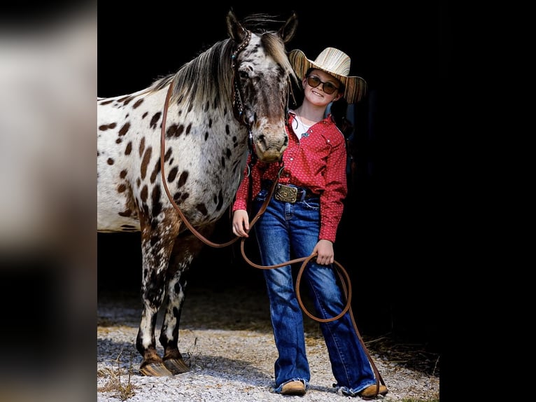 Appaloosa Hongre 10 Ans 135 cm Alezan brûlé in mt hope Al