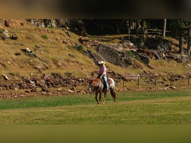 Appaloosa Hongre 10 Ans 147 cm Alezan brûlé in Quitman