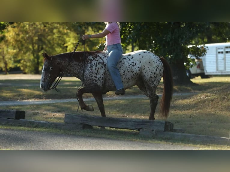 Appaloosa Hongre 10 Ans 147 cm Alezan brûlé in Quitman