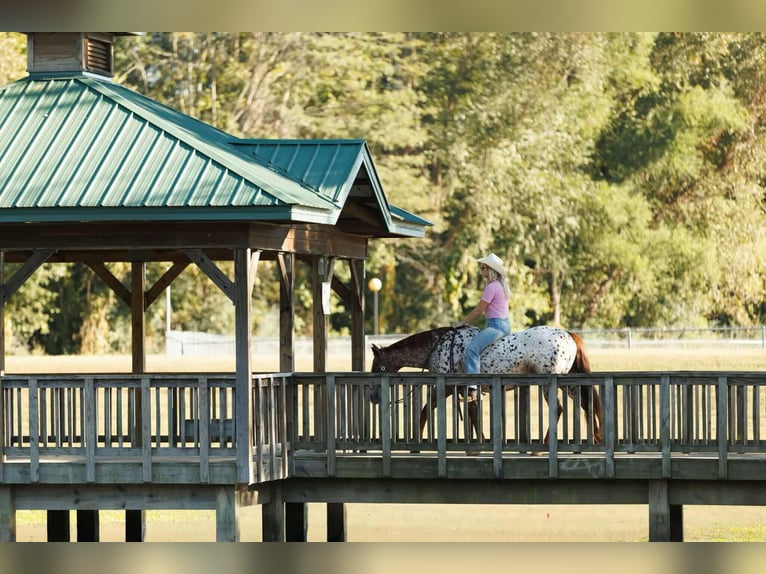 Appaloosa Hongre 10 Ans 147 cm Alezan brûlé in Quitman Appaloosa Hongre 10 Ans 147 cm Alezan brûlé in Quitman