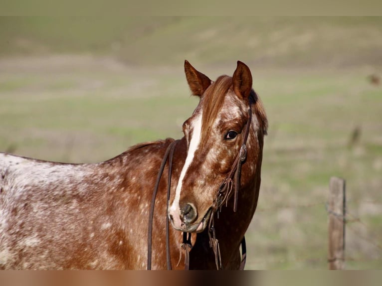 Appaloosa Hongre 10 Ans 147 cm Rouan Rouge in Bitterwater CA