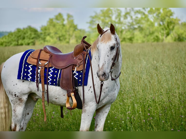 Appaloosa Hongre 10 Ans 147 cm in Crab Orchard
