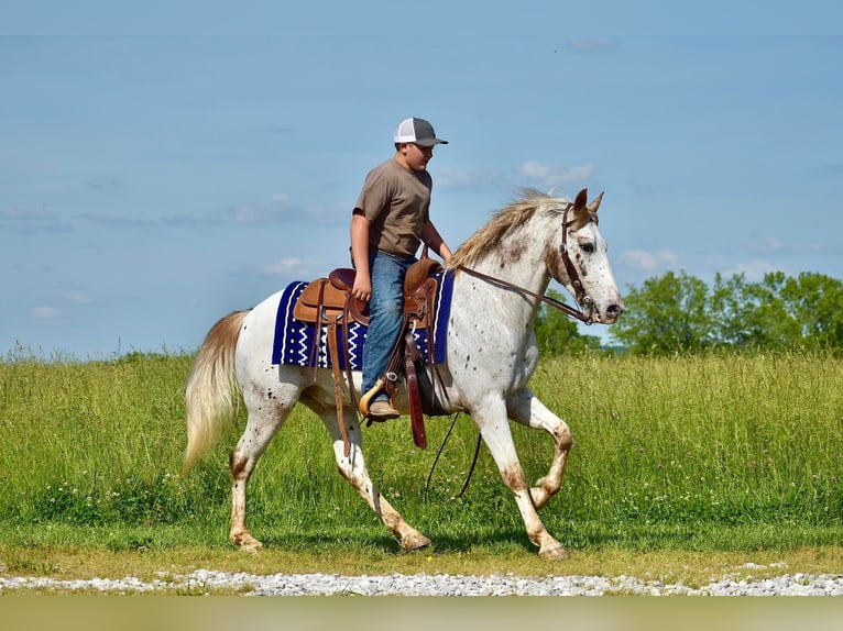 Appaloosa Hongre 10 Ans 147 cm in Crab Orchard