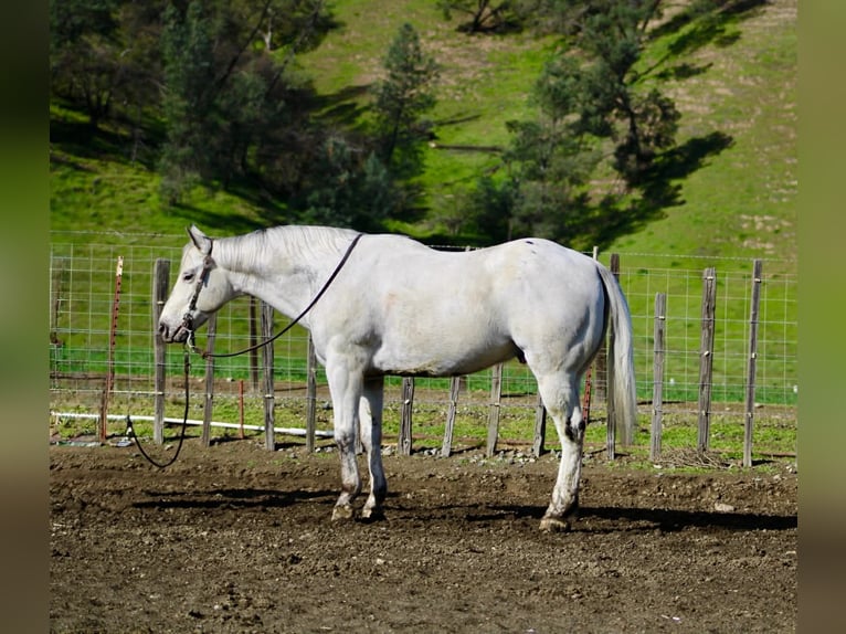 Appaloosa Hongre 10 Ans 150 cm Gris in Tres Pinos