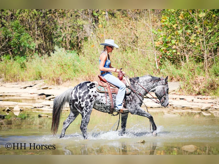 Appaloosa Hongre 10 Ans 150 cm Léopard in Flemingsburg