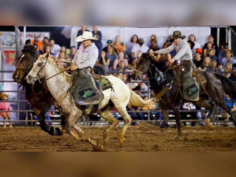 Appaloosa Hongre 10 Ans 152 cm Alezan brûlé in Henderson