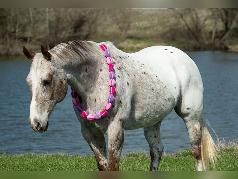 Appaloosa Hongre 10 Ans 152 cm Alezan brûlé in Henderson