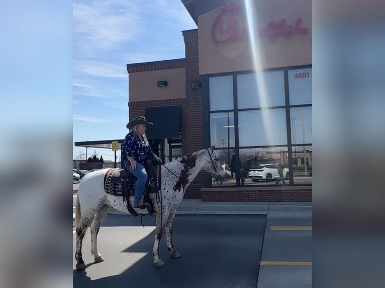 Appaloosa Hongre 10 Ans 152 cm Alezan brûlé in Henderson