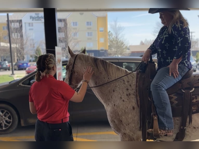 Appaloosa Hongre 10 Ans 152 cm Alezan brûlé in Henderson