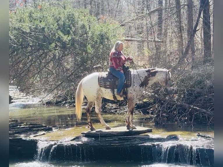 Appaloosa Hongre 10 Ans 152 cm Alezan brûlé in Henderson