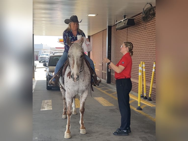 Appaloosa Hongre 10 Ans 152 cm Alezan brûlé in Henderson
