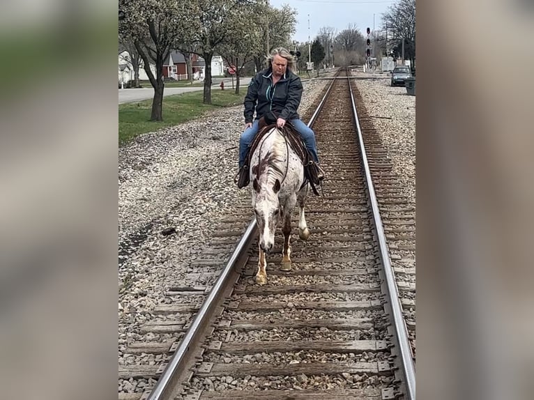 Appaloosa Hongre 10 Ans 152 cm Alezan brûlé in Henderson