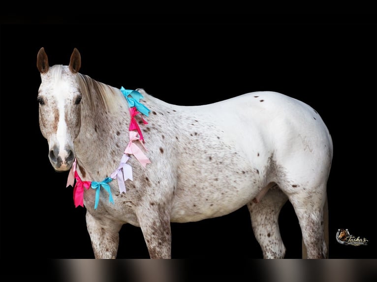 Appaloosa Hongre 10 Ans 152 cm Alezan brûlé in Henderson