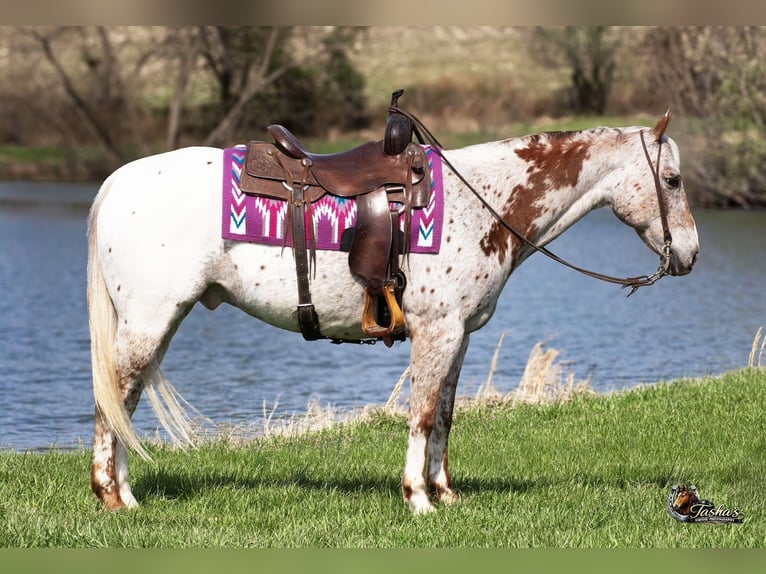 Appaloosa Hongre 10 Ans 152 cm Alezan brûlé in Henderson