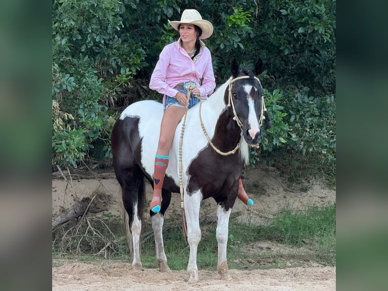 Appaloosa Hongre 10 Ans 152 cm in Bonn
