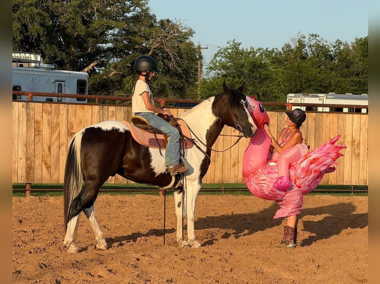 Appaloosa Hongre 10 Ans 152 cm in Bonn