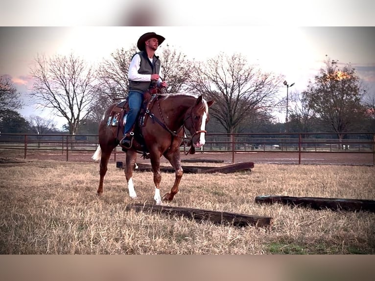 Appaloosa Hongre 10 Ans 155 cm Alezan brûlé in Argyle