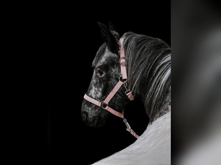 Appaloosa Hongre 10 Ans 160 cm Blanc in Waakirchen