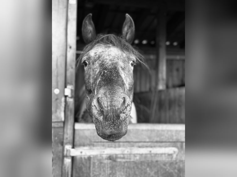 Appaloosa Hongre 10 Ans 160 cm Blanc in Waakirchen