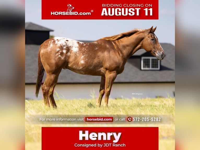 Appaloosa Hongre 10 Ans 160 cm in Crescent, OK