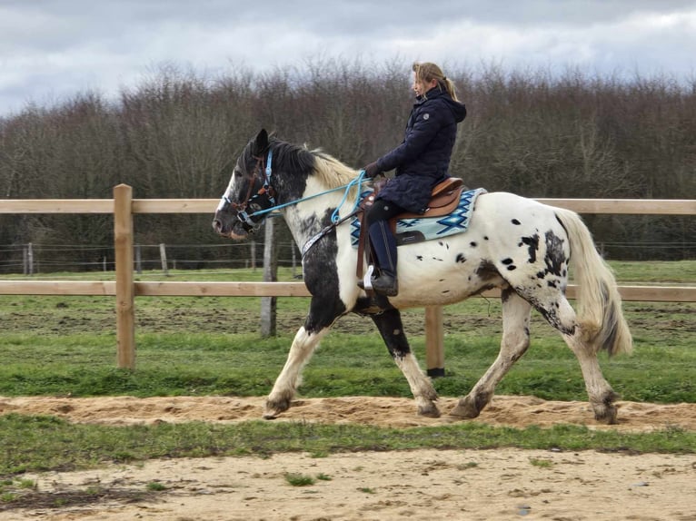 Appaloosa Croisé Hongre 10 Ans 162 cm in Linkenbach