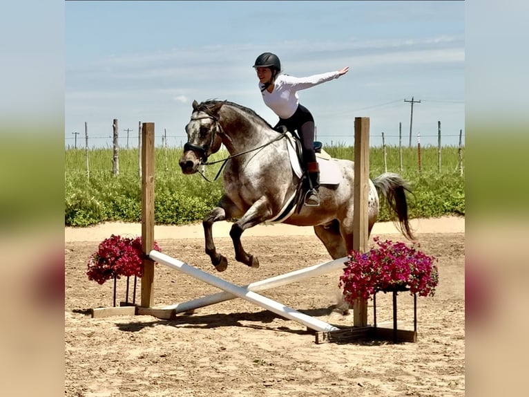 Appaloosa Hongre 10 Ans 163 cm in Weatherford