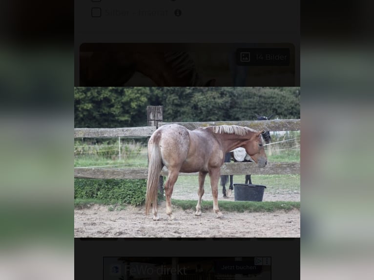 Appaloosa Hongre 10 Ans  in Riedering