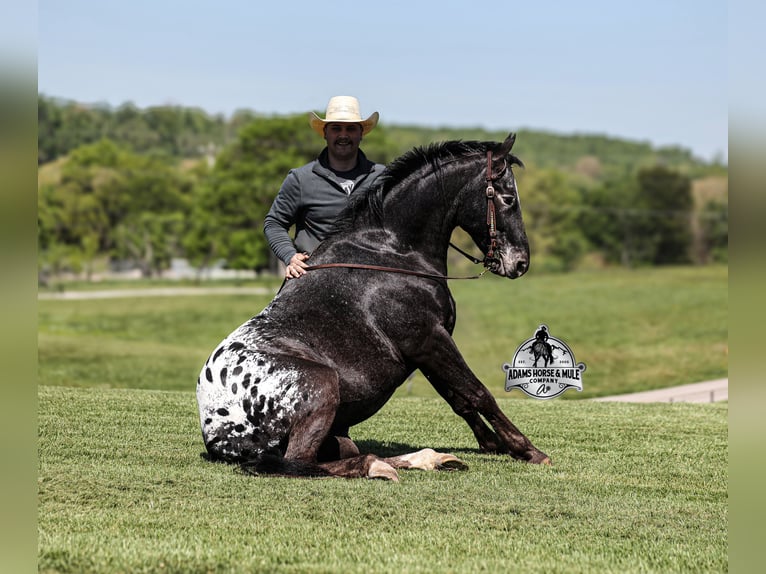 Appaloosa Hongre 10 Ans Noir in Mount Vernon, KY