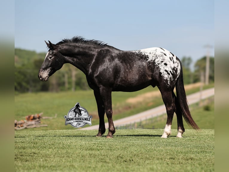 Appaloosa Hongre 10 Ans Noir in Mount Vernon, KY