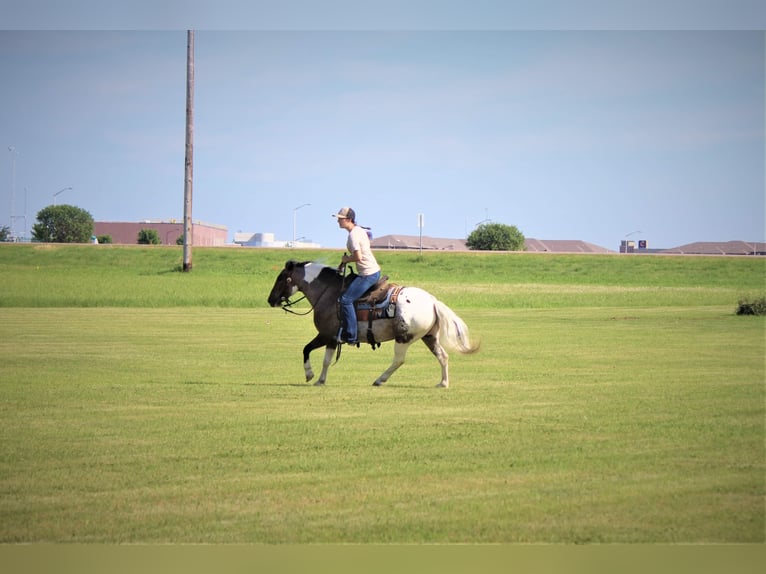 Appaloosa Hongre 11 Ans 135 cm Alezan brûlé in rusk tx