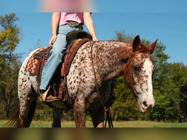 Appaloosa Hongre 11 Ans 147 cm Alezan brûlé in Quitman