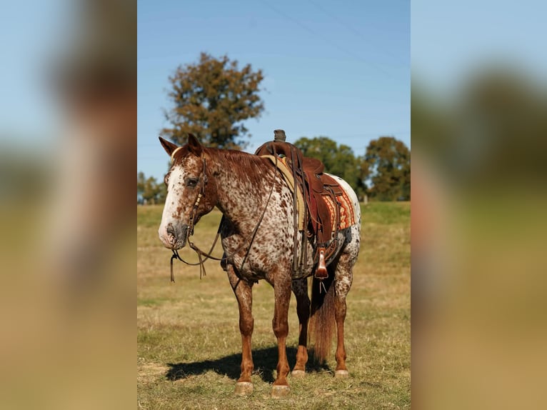 Appaloosa Hongre 11 Ans 147 cm Alezan brûlé in Quitman