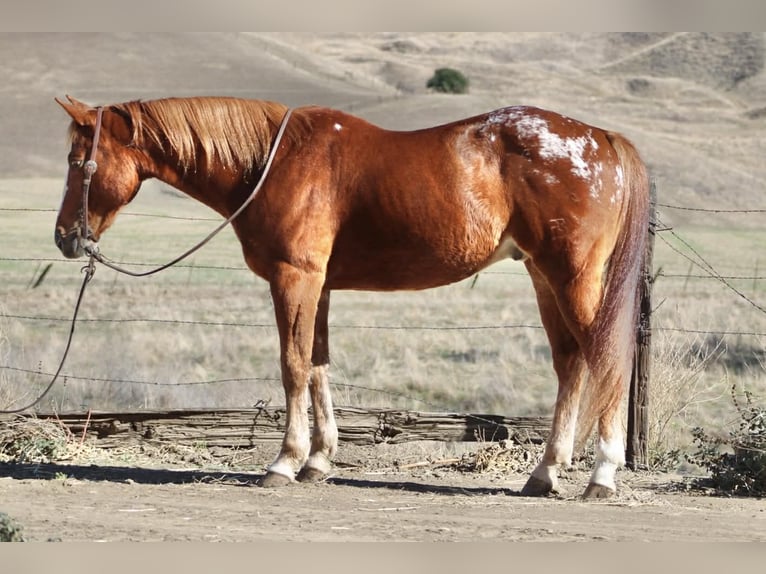 Appaloosa Hongre 11 Ans 147 cm Alezan brûlé in Paicines CA