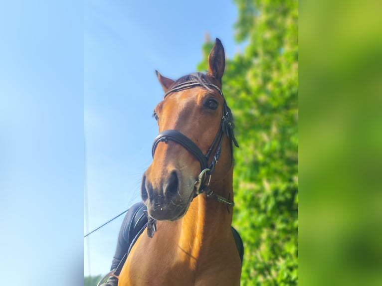 Appaloosa Hongre 11 Ans 147 cm Bai in Bad Pyrmont